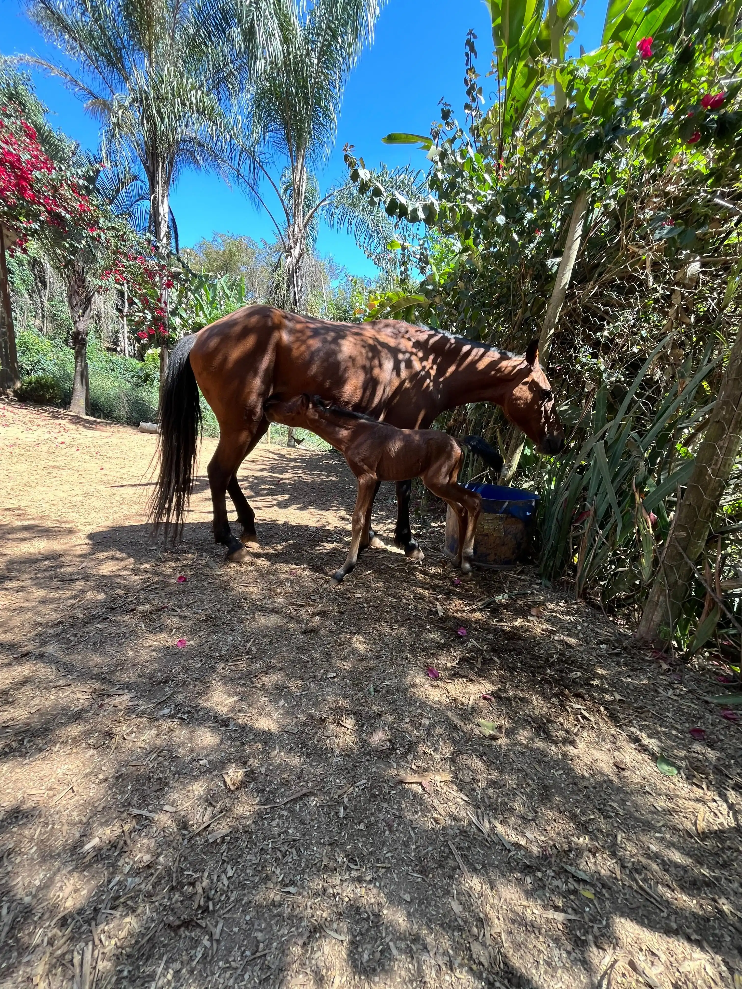 Estância Bemain - imagem 8