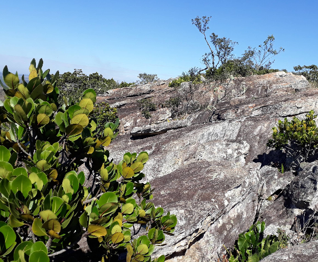 Parque Ecológico Municipal da Serra do Lenheiro - imagem 7