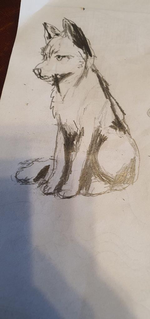 Pencil sketch dog, one of the drawings in this challenge