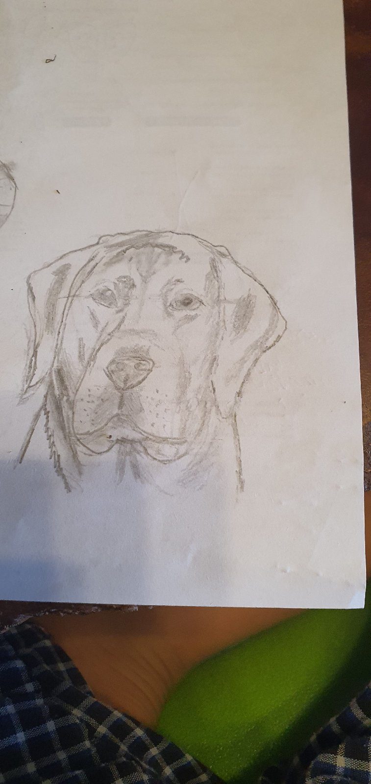 Graphite labrador, drawn by zorro Garabato
