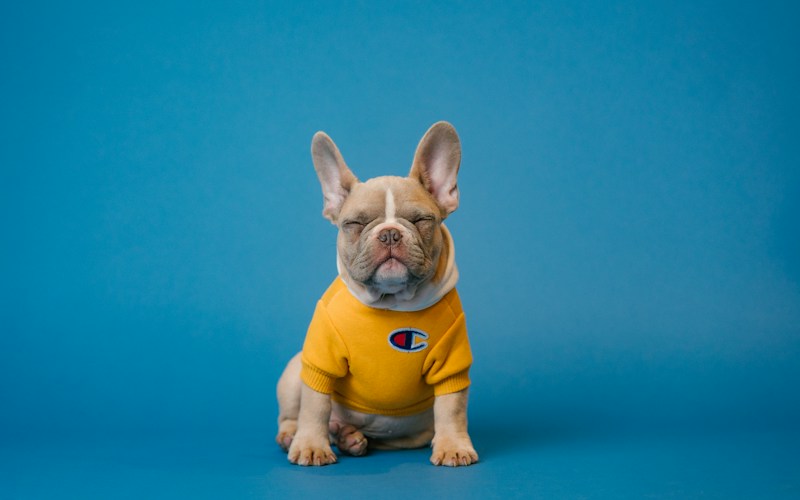 PetShop Landing page