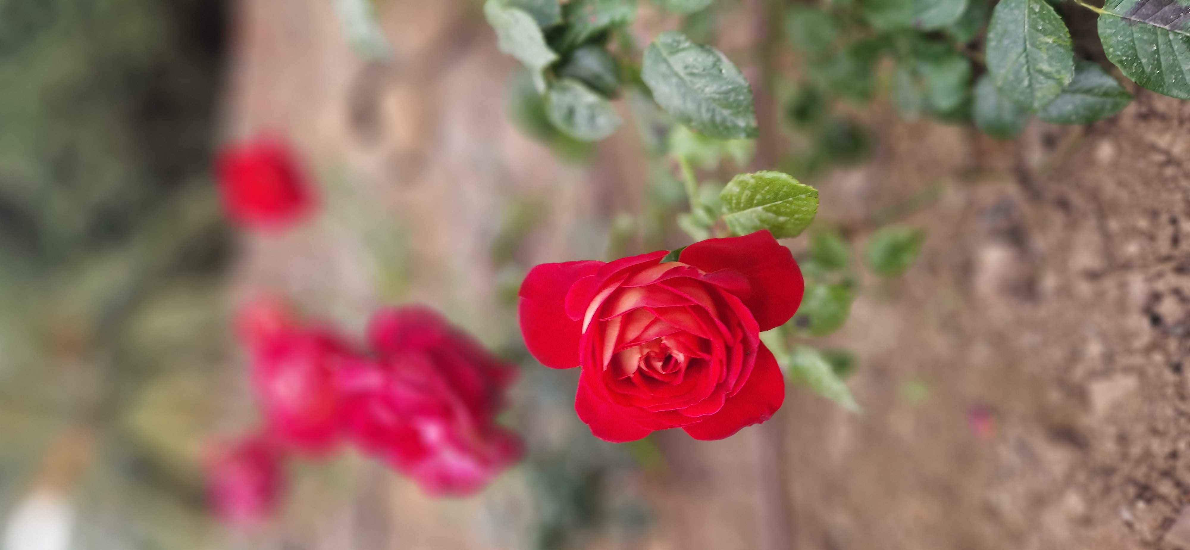 Mjuk blomma – symbol för ny start