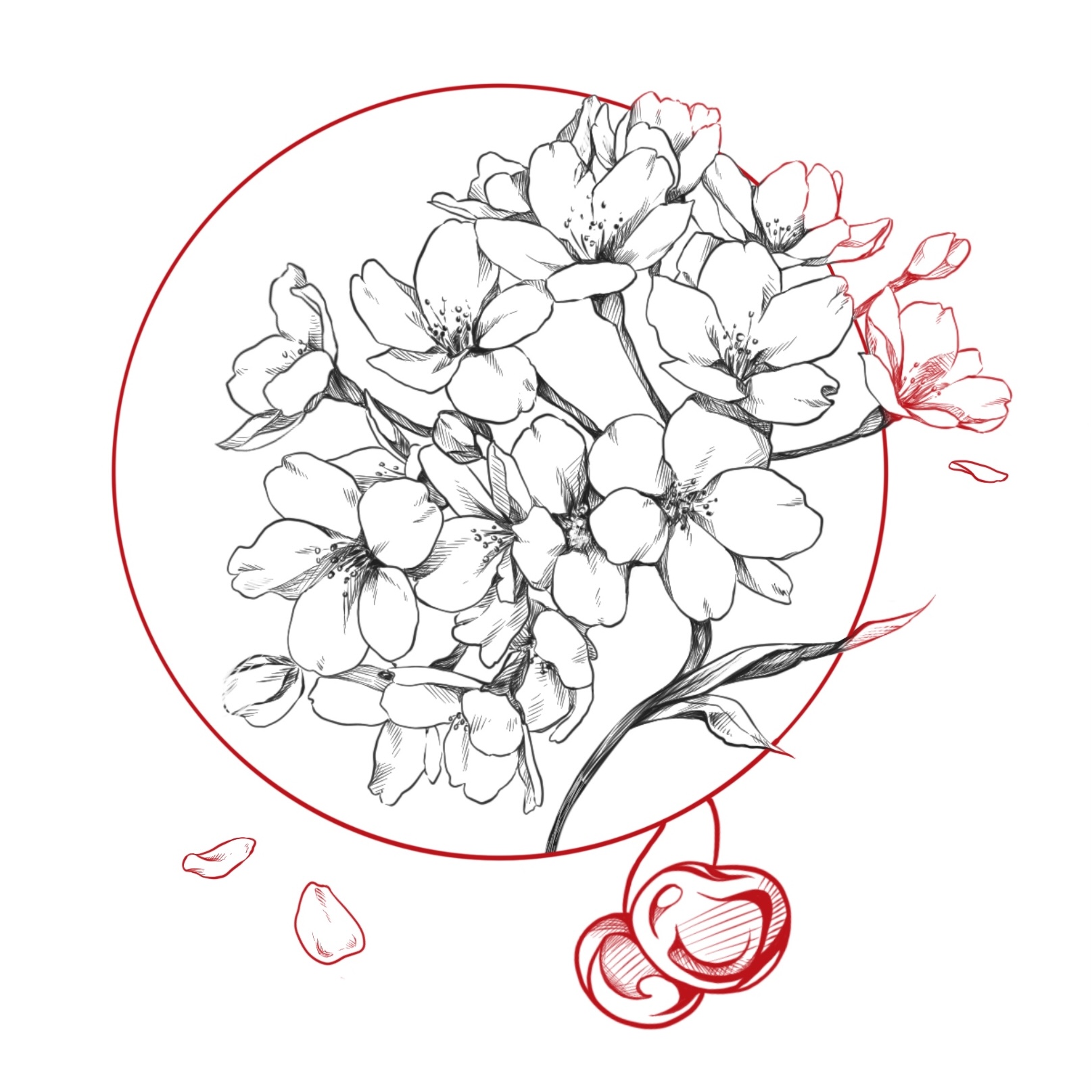 Cherry Blossoms