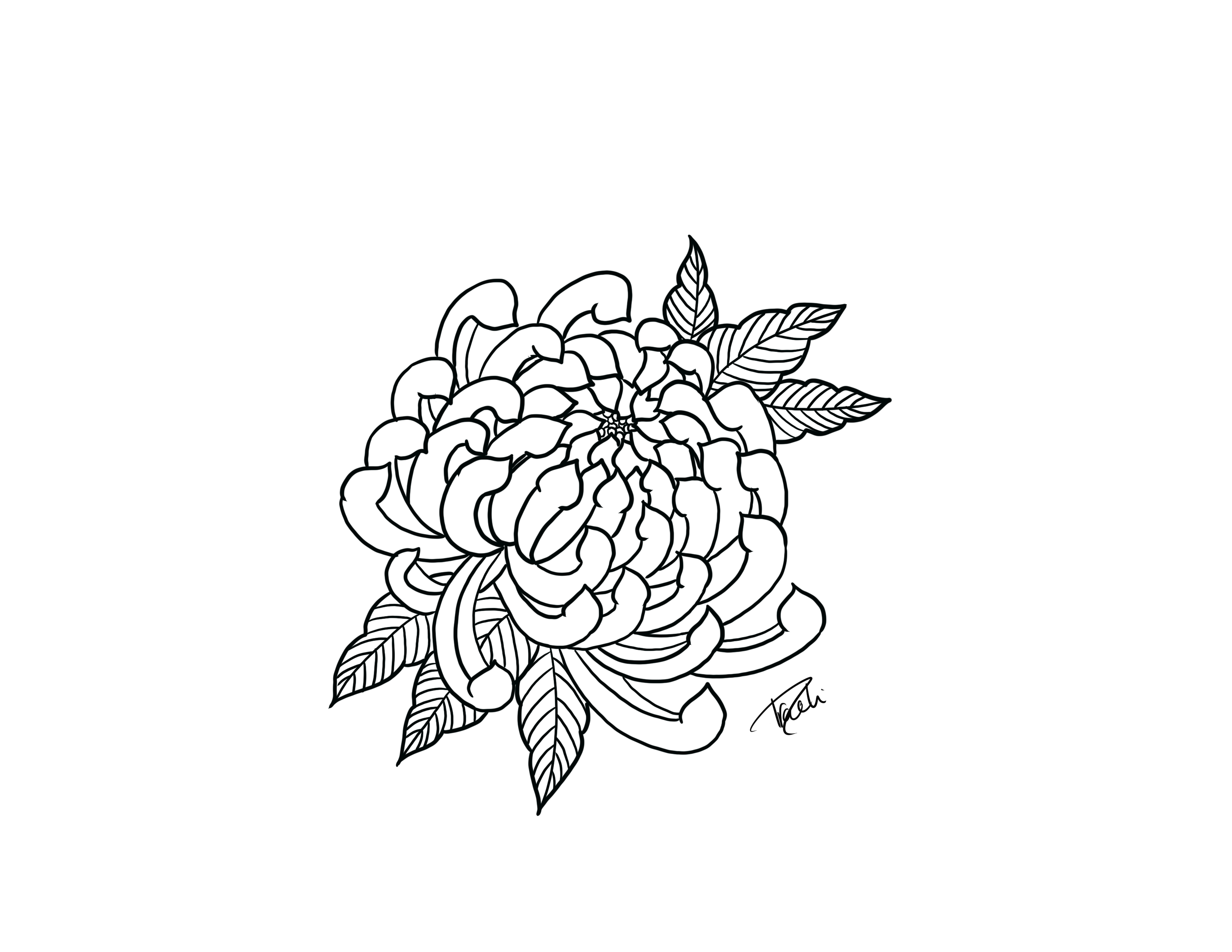 Chrysanthemum 