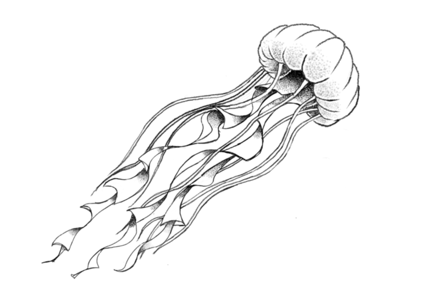 Jelly fish 