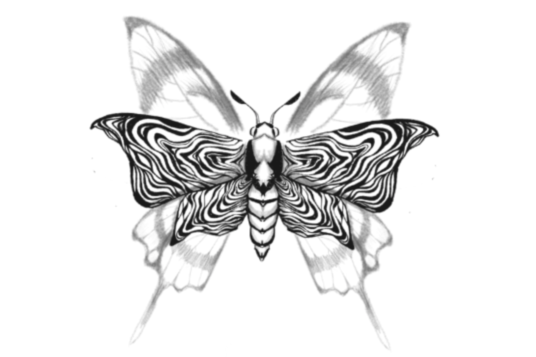 Moth/ butterfly