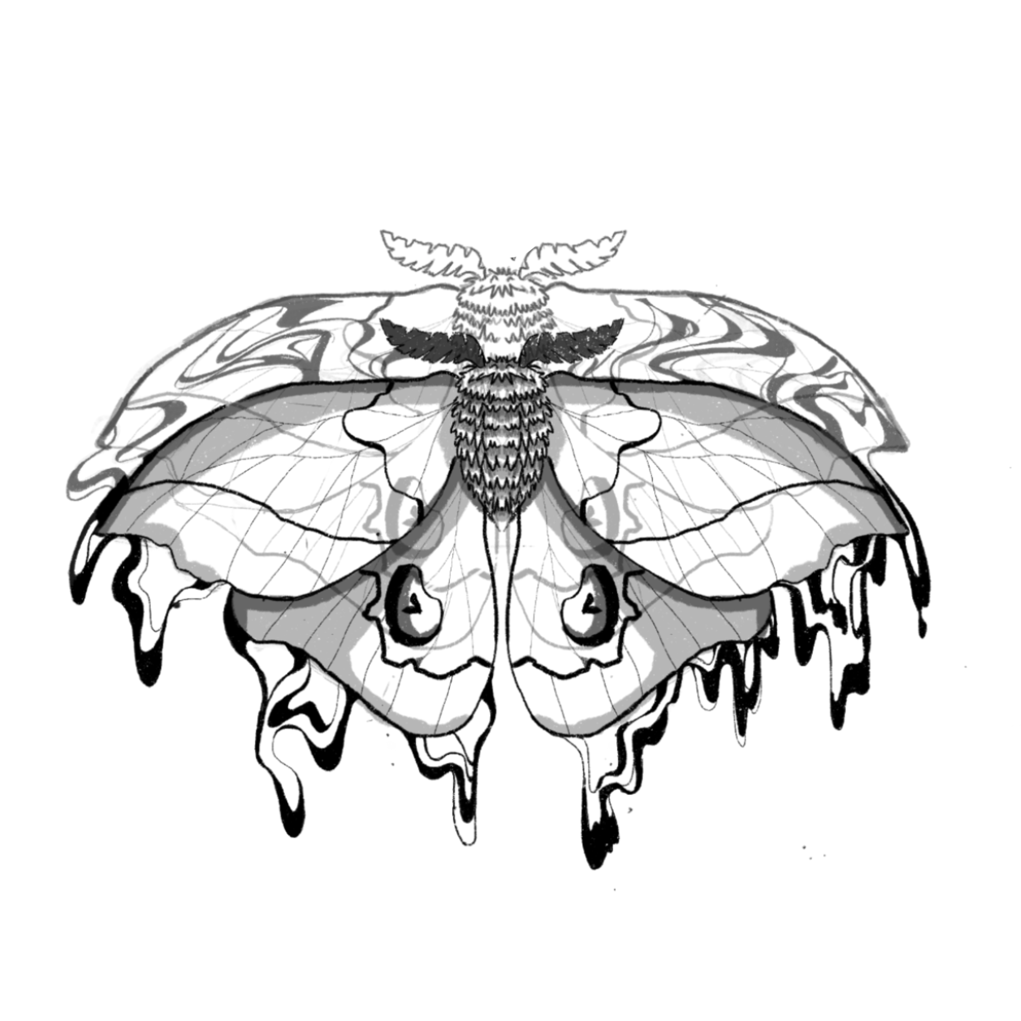 Moth