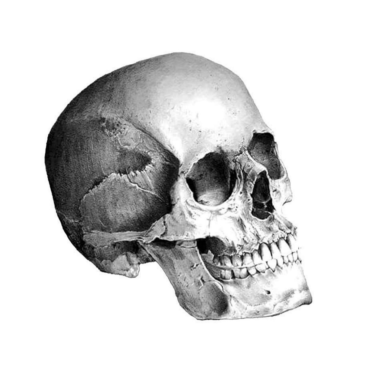Skull