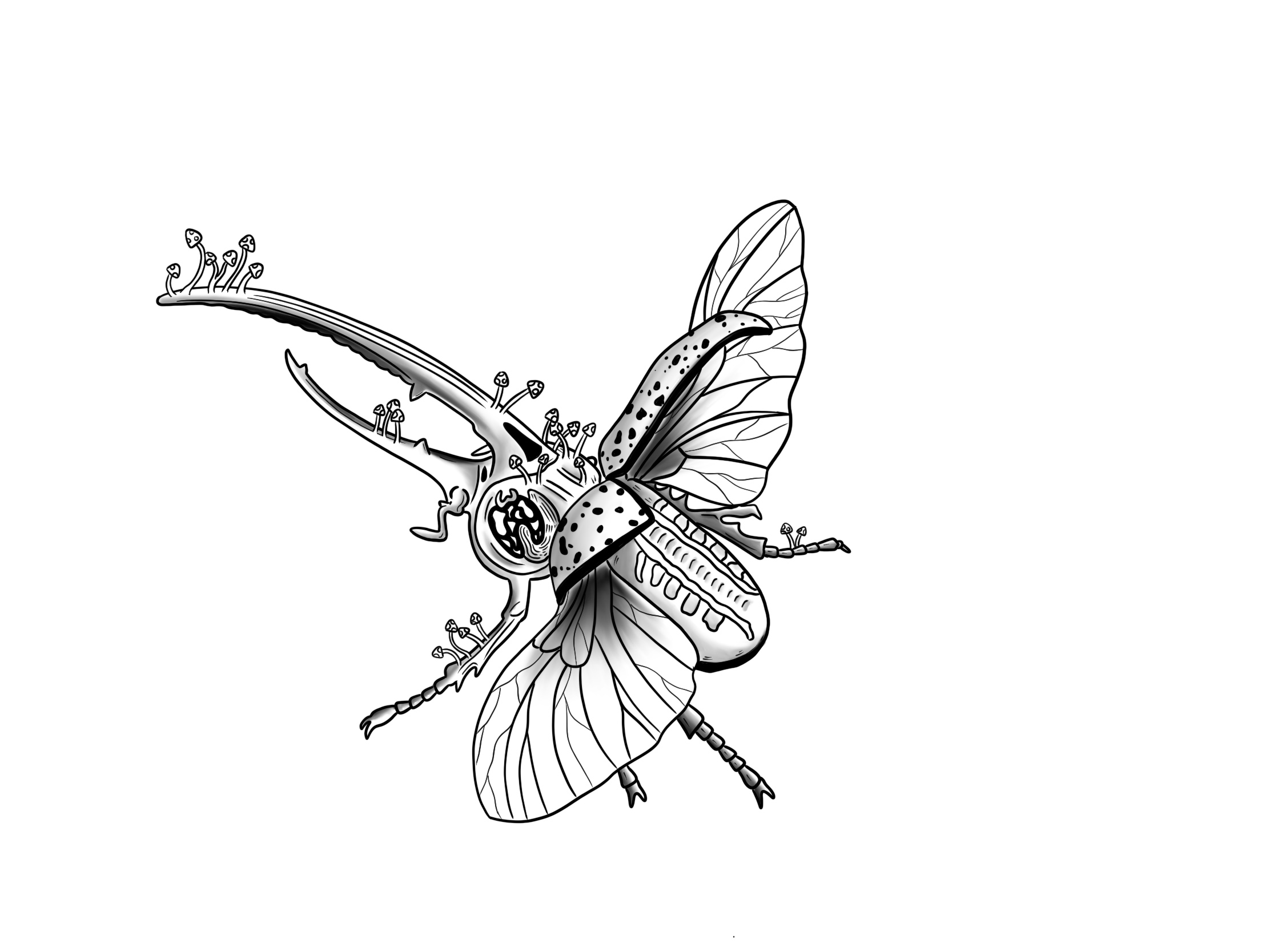 Fungus Hercules Beetle