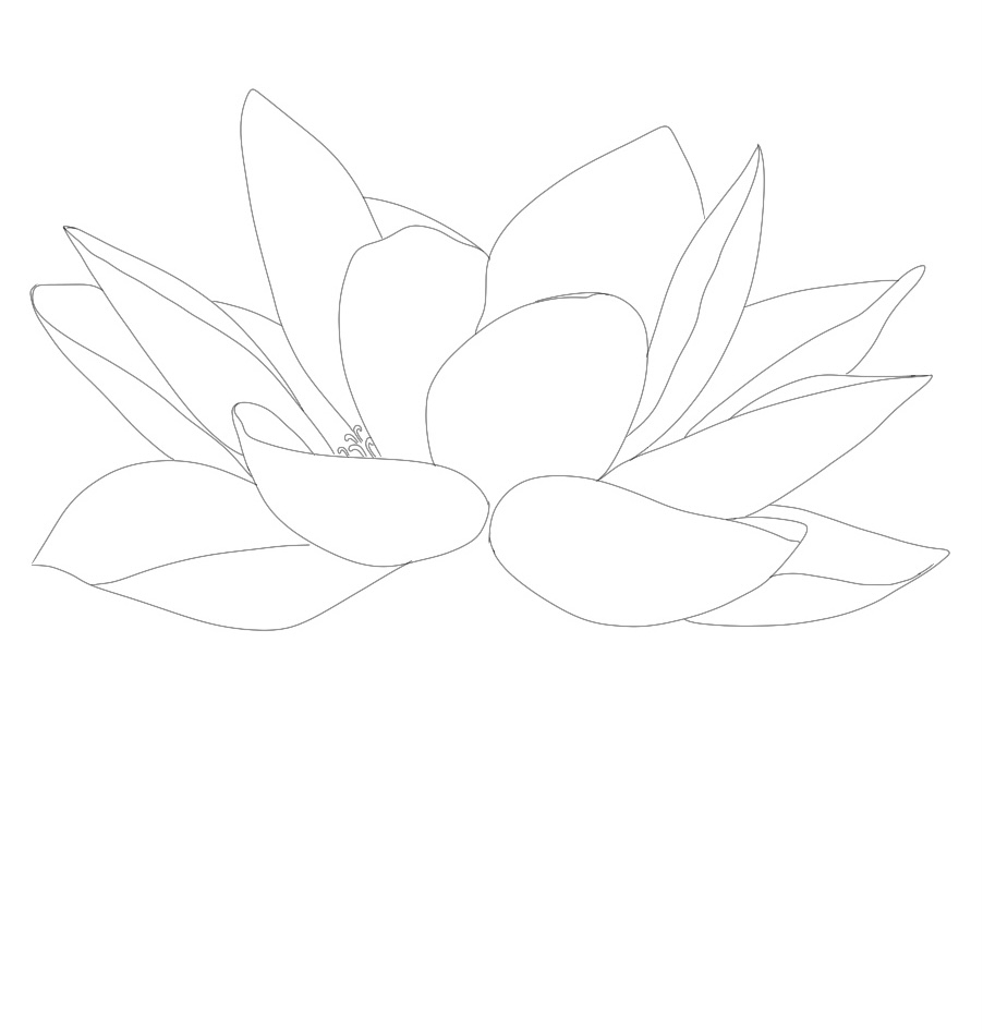 Lotus outline