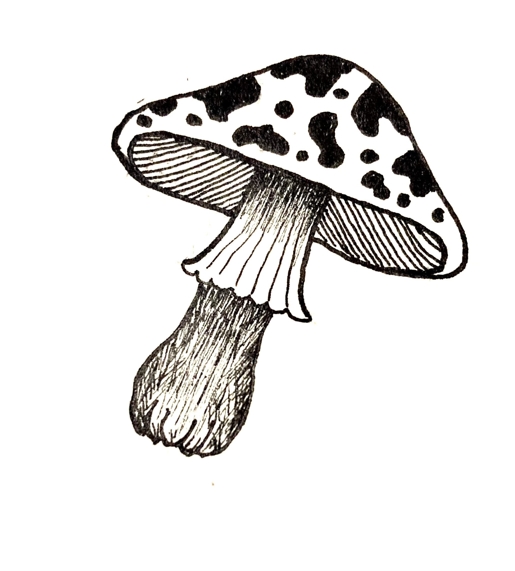 Mushroom