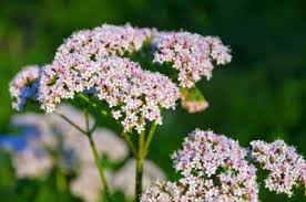 raiz de valeriana