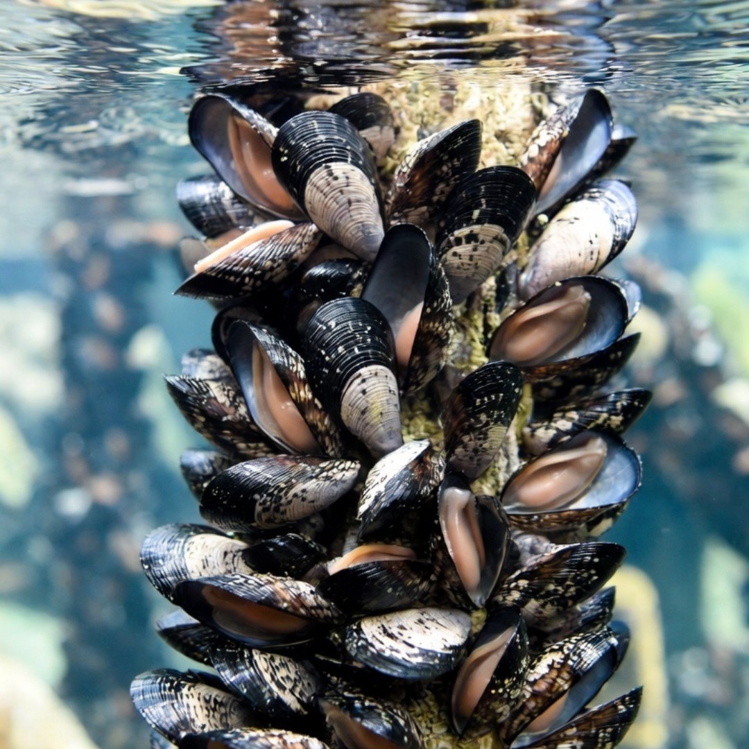 Zebra Mussels Haven’t Reached Australia. That’s Exactly Why Officials Are Worried cover image