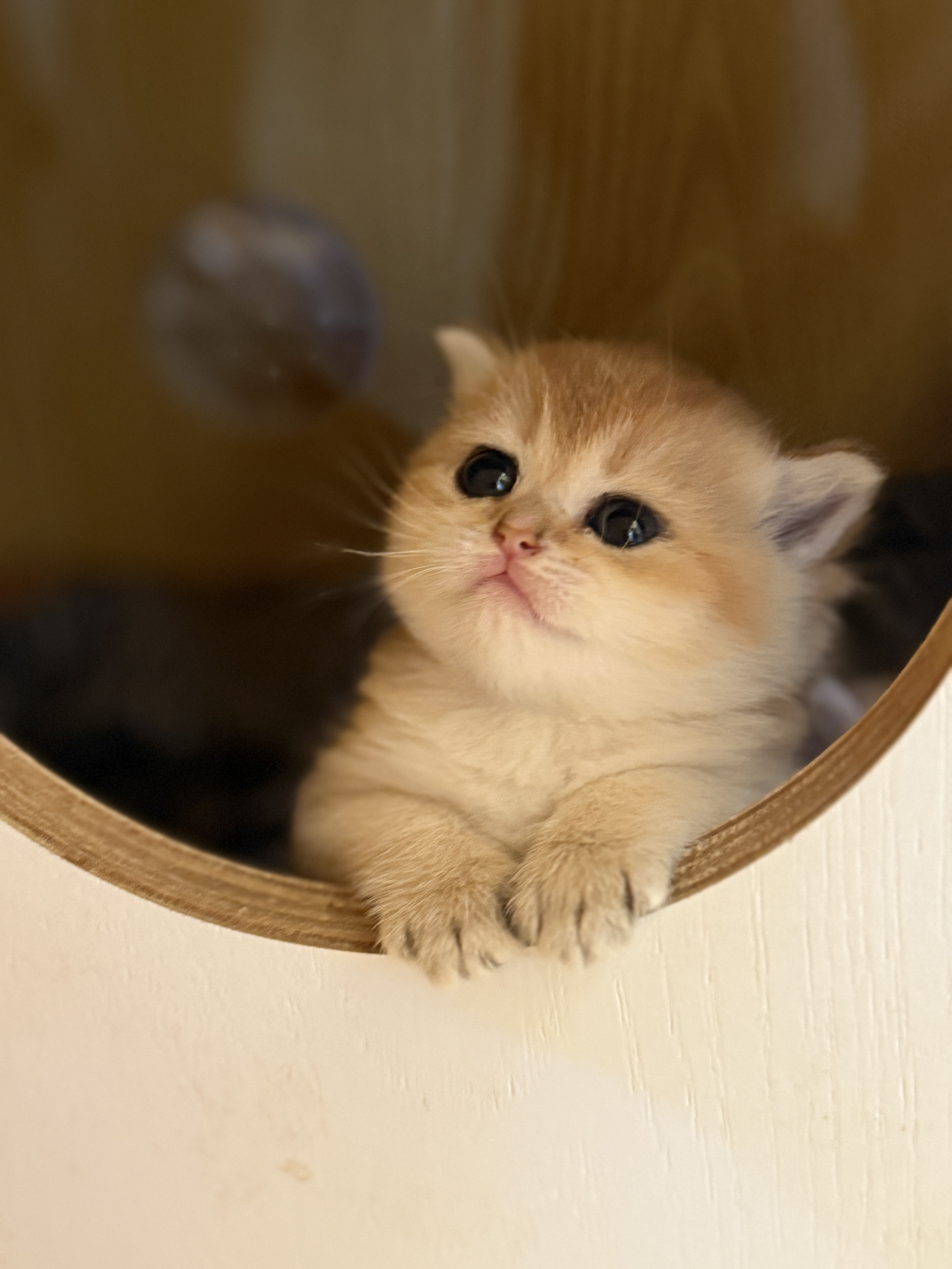 litter Golden 2
