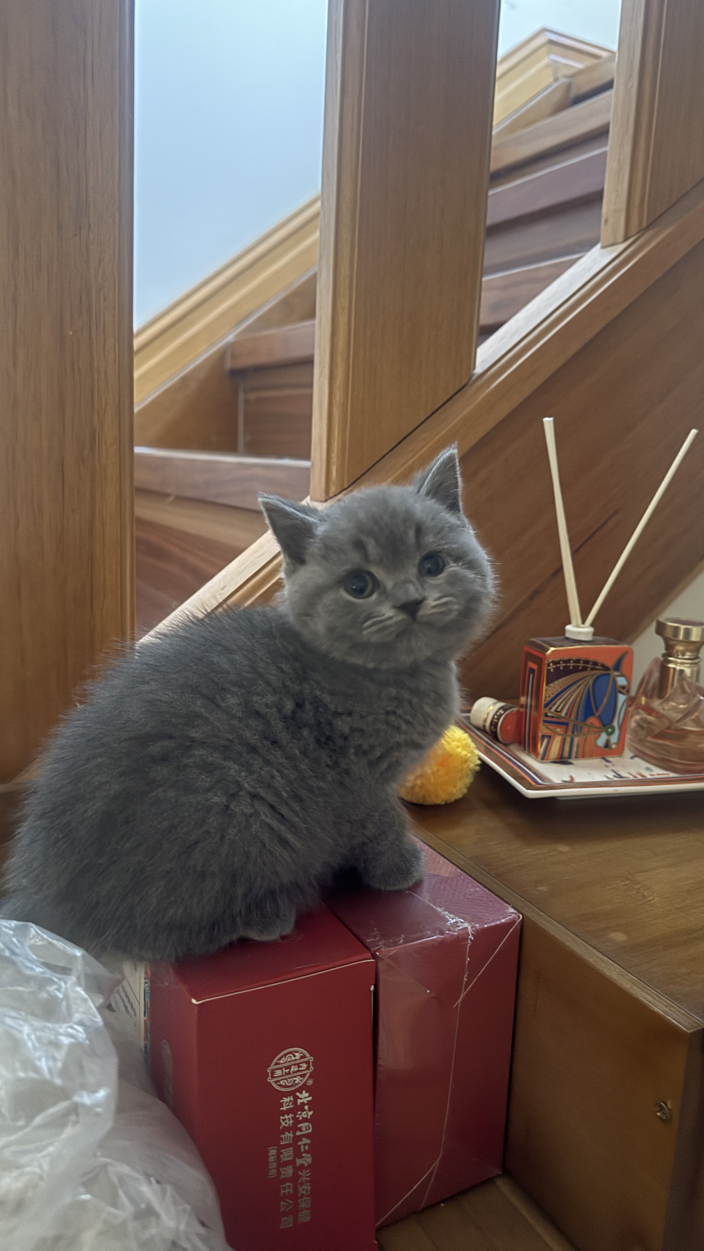 A Small Cabin cat moment