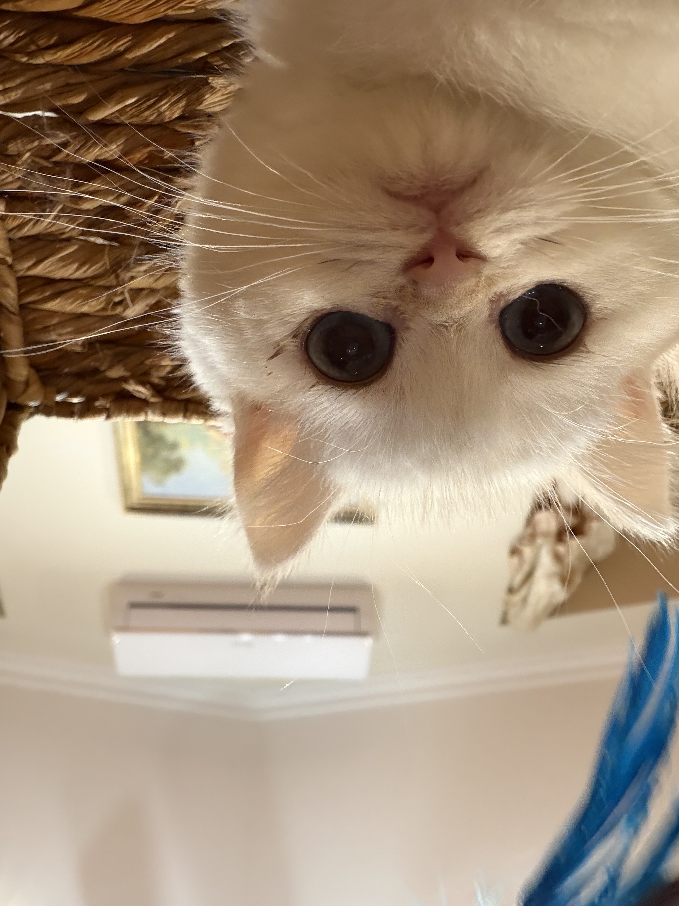 A Small Cabin cat moment