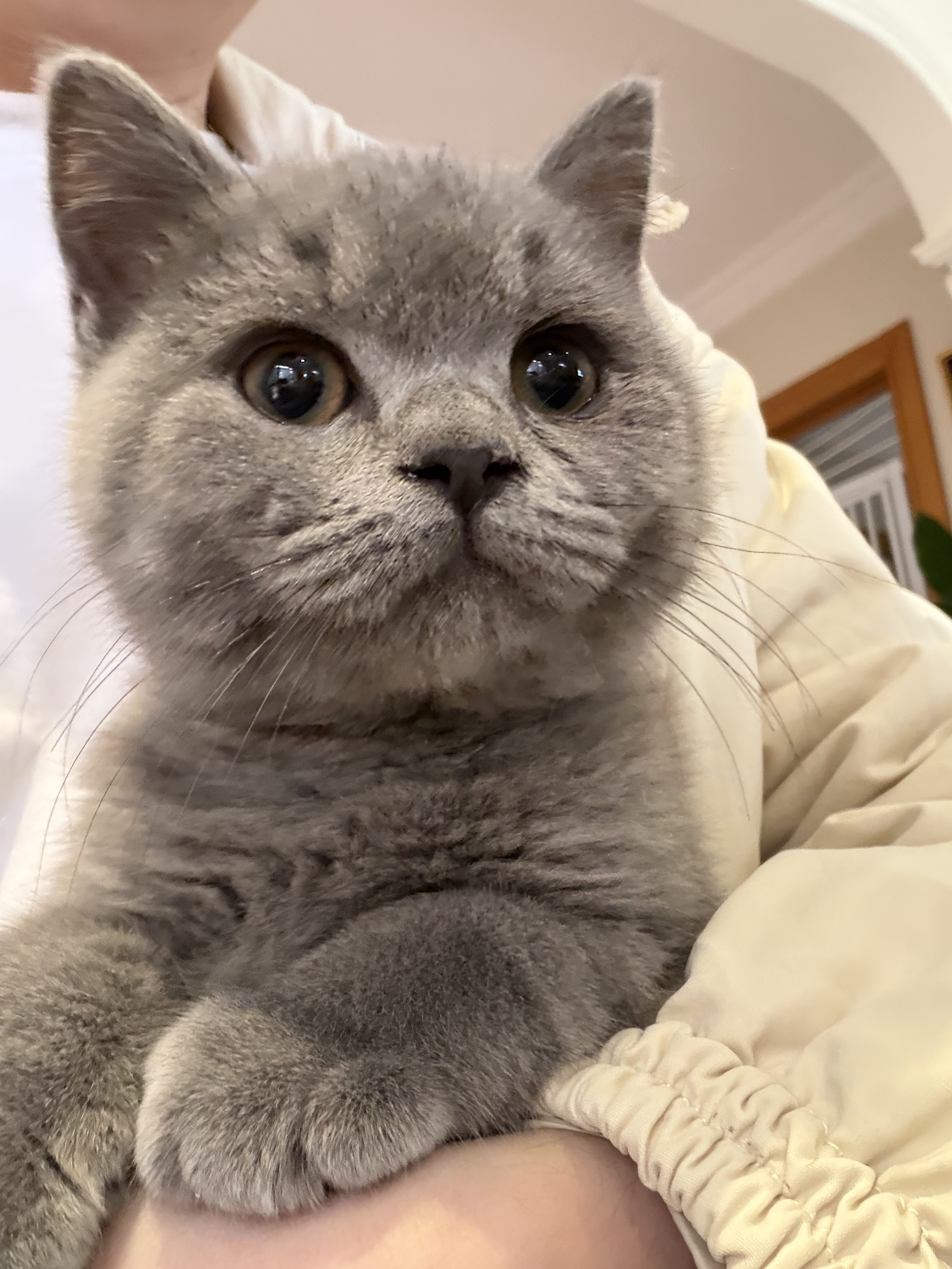 A Small Cabin cat moment
