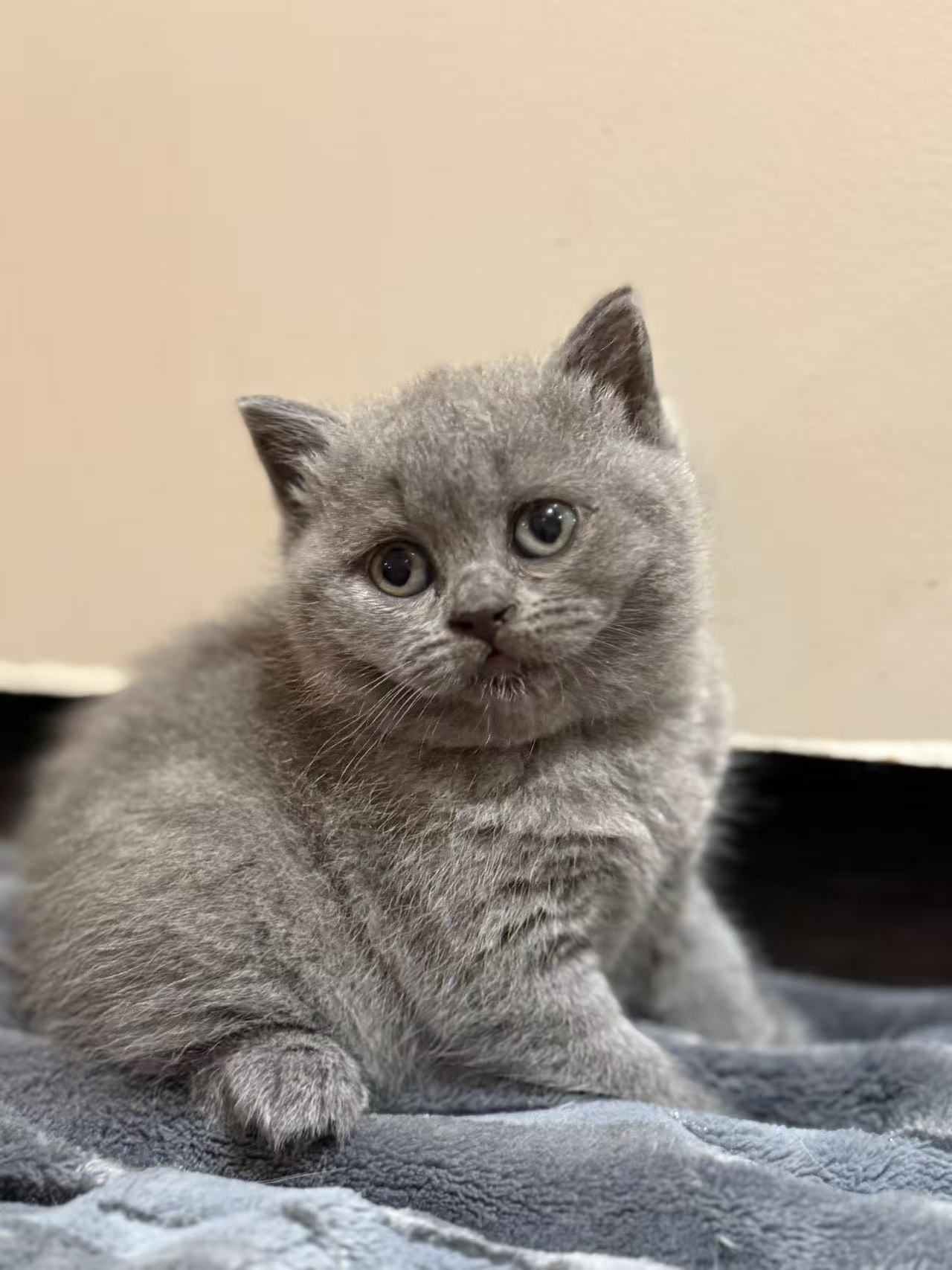 litter Blue