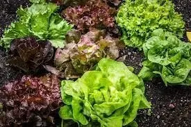 Salata verde