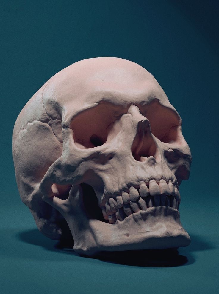 Skull