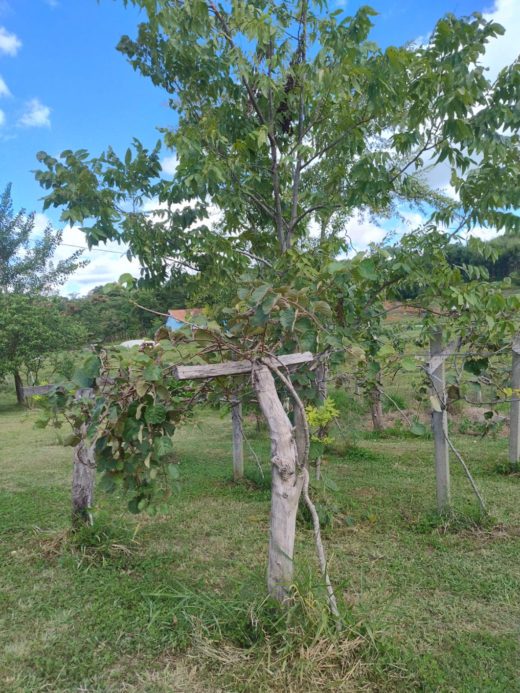 imóvel