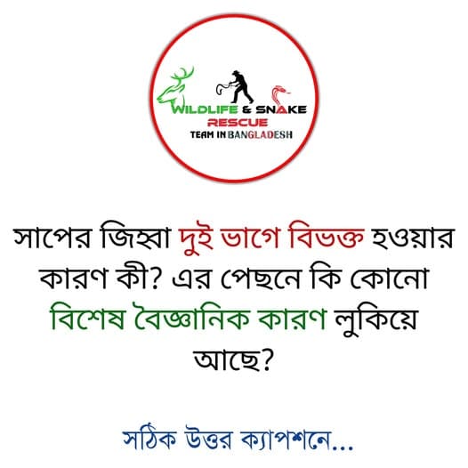 সাপের জিহ্বা দুই ভাগে বিভক্ত হওয়ার কারণ কী?