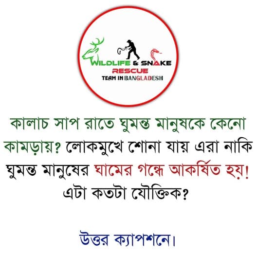 কালাচ সাপ রাতে ঘুমন্ত মানুষকে কেন কামড়ায়?