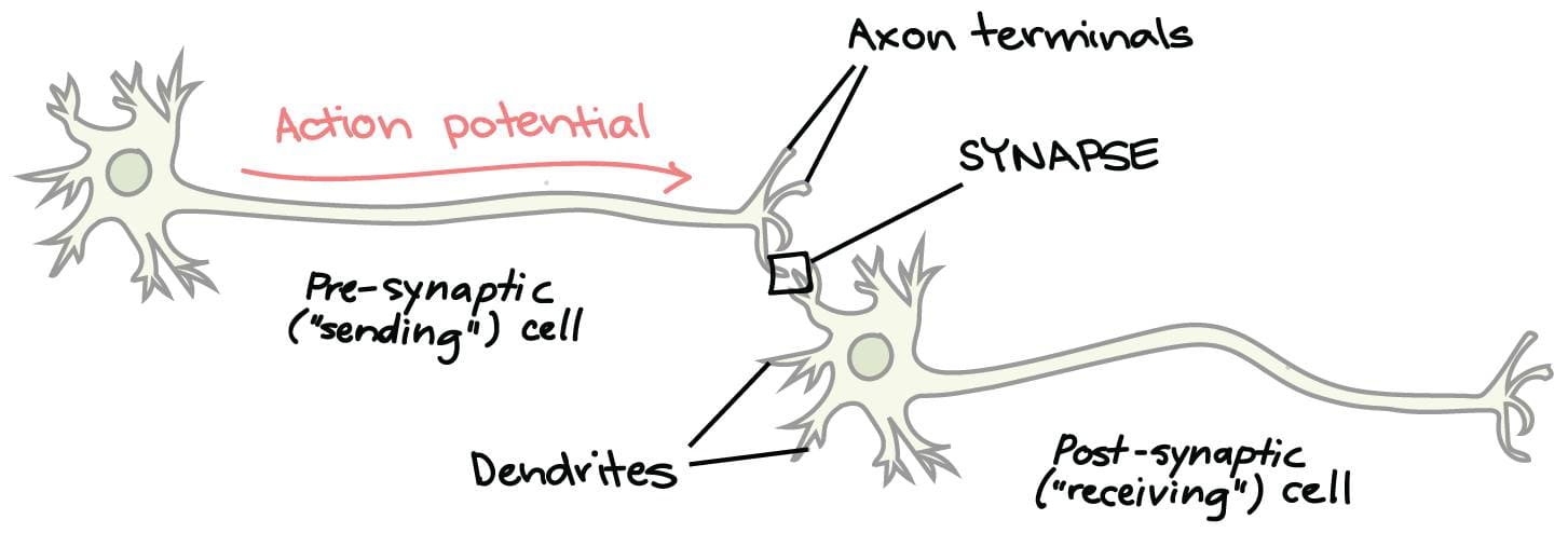 আলফা নিউরোটক্সিন (α-neurotoxin) বা পোস্ট-সিন্যাপ্টিক নিউরোটক্সিন, বিটা নিউরোটক্সিন (β-neurotoxin) বা প্রি-সিন্যাপ্টিক নিউরোটক্সিন, এবং এদের কার্যপ্রণালি নিয়ে কিছু আলোচনা।