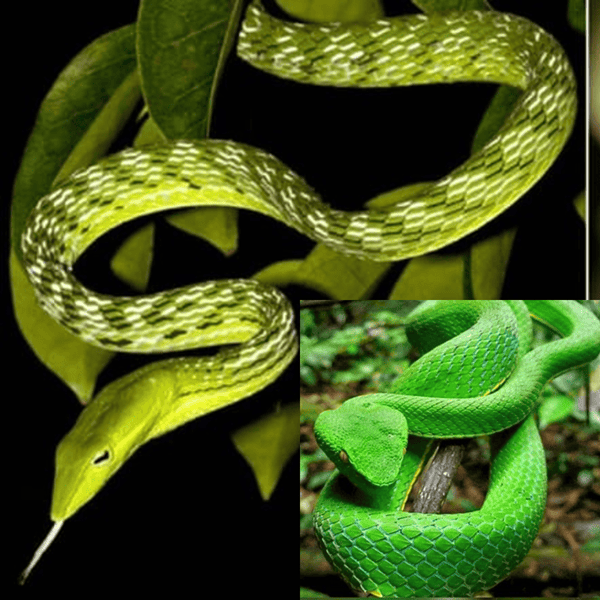 লাউডগা এবং গ্রিন পিট ভাইপারের মধ্যে পার্থক্য