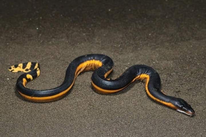 বাংলাদেশের সবচেয়ে বিষধর সাপ