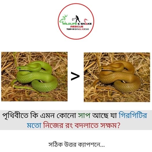 পৃথিবীতে কি এমন কোনো সাপ আছে যা গিরগিটির মতো নিজের রং বদলাতে সক্ষম?