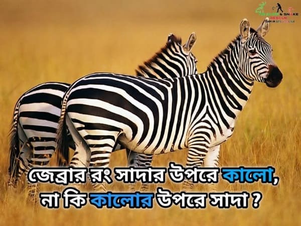 জেব্রার গায়ের রং সাদার উপরে কালো, না কি কালোর উপরে সাদা?