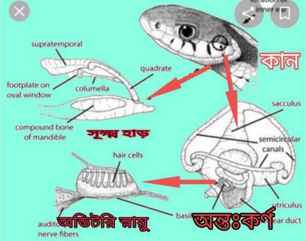 সাপের কী শ্রবণশক্তি আছে?