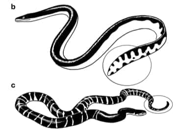 সামুদ্রিক সাপ সম্পর্কে কিছু চমৎকার তথ্য