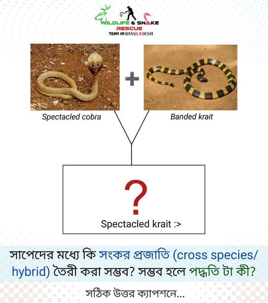 সাপেদের মধ্যে কি সংকর প্রজাতি তৈরী করা সম্ভব? সম্ভব হলে পদ্ধতিটা কী?