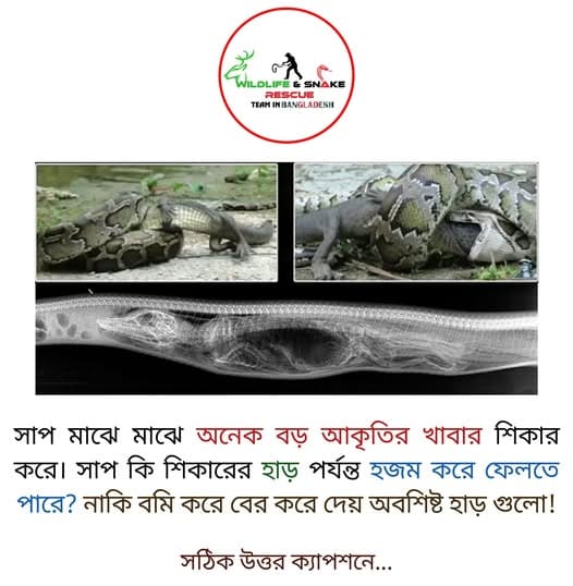 সাপ কি শিকারের হাড় পর্যন্ত হজম করে ফেলতে পারে? নাকি বমি করে বের করে দেয় অবশিষ্ট হাড়গুলো!