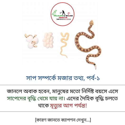 সাপ সম্পর্কে মজার তথ্য, পর্ব-১