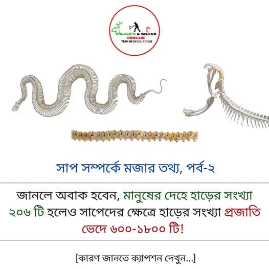 সাপ সম্পর্কে মজার তথ্য, পর্ব-২