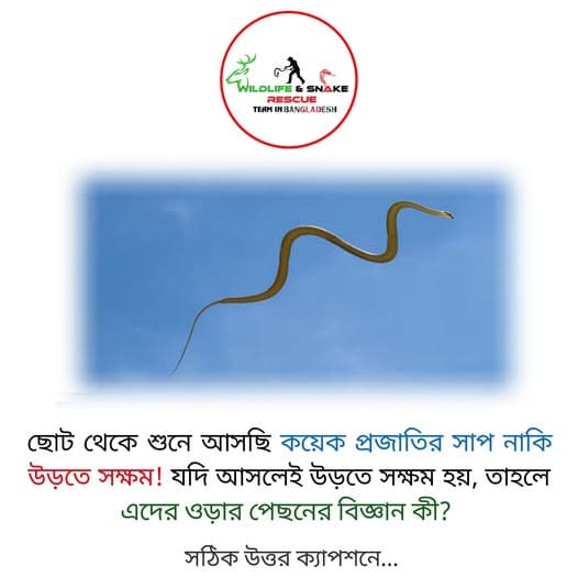 কয়েক প্রজাতির সাপ নাকি উড়তে সক্ষম! এদের উড়ার পেছনের বিজ্ঞান কী?