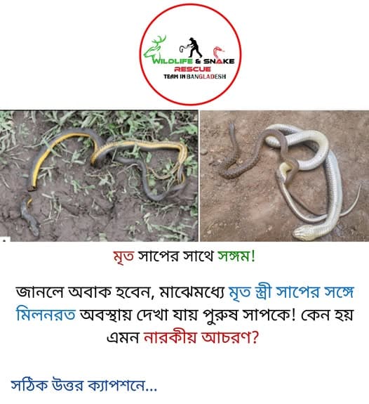 মাঝে মধ্যে মৃত স্ত্রী সাপের সাথে মিলনরত অবস্থায় দেখা যায় পুরুষ সাপকে। কেন?