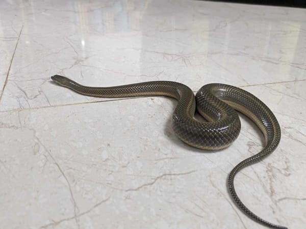 মেটে/মাইট্টা সাপ ছবি 3