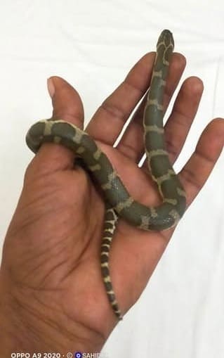 সাইবোল্ডের পাইন্যা সাপ ছবি 2