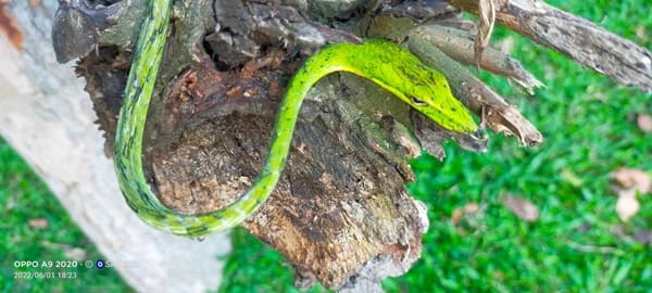 লাউডগা