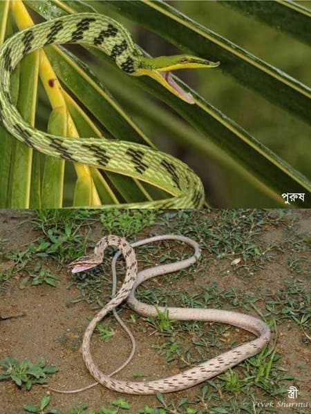 লাউডগা ছবি 2