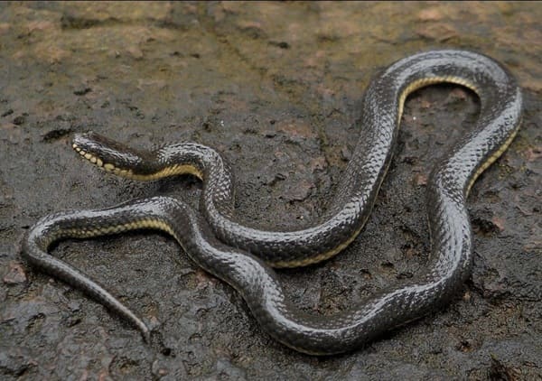 উজ্জ্বল প্যারাবন ছবি 2