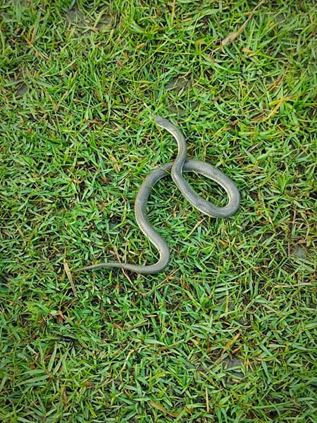 উজ্জ্বল প্যারাবন ছবি 3