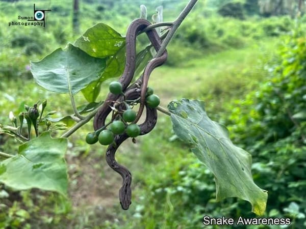 ছদ্মবোড়া ছবি 2