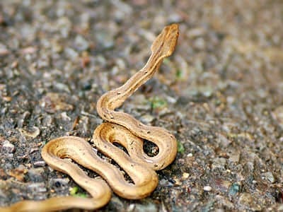 ছদ্মবোড়া ছবি 3