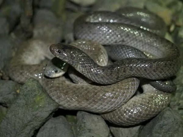 কাঁকড়া ভুক সাপ ছবি 2