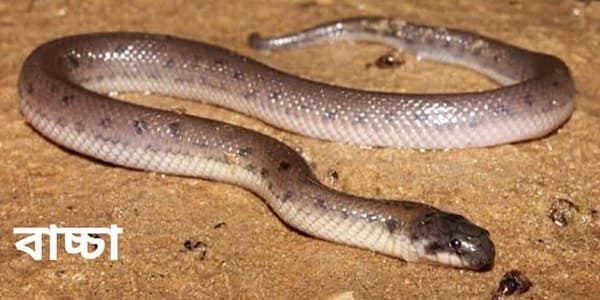 কাঁকড়া ভুক সাপ ছবি 3